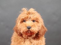 14 şubat doğumlu maltipoo oğlumuz
