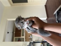 Yavru scottish fold kedilerime yuva arıyorum