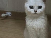 3 AYLIK YAVRU SCOTTİSH KEDİMİZ