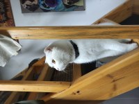 Scottish Fold