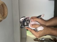 A KALİTE FRENCH BULLDOG 8 YAVRU 1 AYLIK