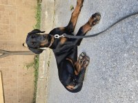 İzmir teslime hazır A kalite doberman