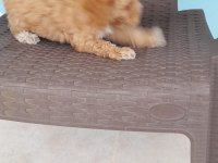 Sevimli poodle yavruları