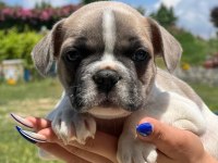 Merhaba ben coco bulldog