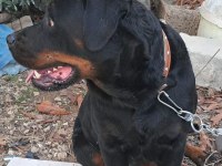 Erkek ve dişi rottweiler hatay da