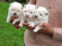 SPİTZ KÖPEKLER (POMERANİAN SPİTZ)