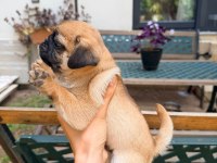 ADANA SAFKAN PUG SAHİBİNİ ARIYOR SON 3 YAVRU