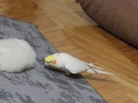 Sultan papağanlarımız albino