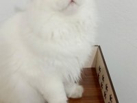 British longhair yakışıklı prens adayı