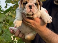 BULLDOG IRKININ EN İYİ DETAYLARI