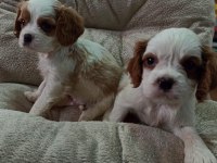 Cavalier king charles yavrular