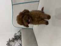 Kore yavru poodle düşünen ulaşabilir