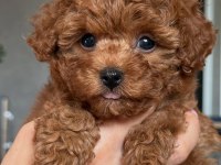 Veteriner Kontrollü Çok Özel Toypoodle Yavrularımız
