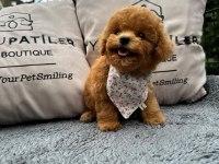 Kalitesi Karakterine Yansımış Toy Poodle Yavrumuz