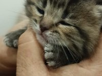 Scottish Fold Yavrular