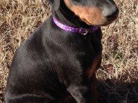 A Kalite Doberman Bebekler