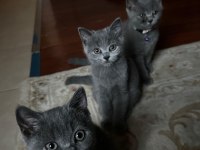 4 Aylık Sevimli Oyuncu British Shorthair Yavrular