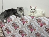 British longhair 3 yaşında
