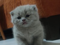 Dişi ve oyuncu ve insan canlısı scottish fold