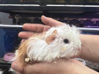 Guinea pig yavrularımız adrese teslim