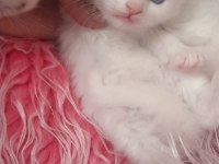 British shorthair kedisi