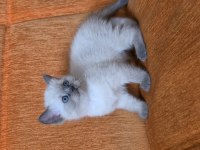 A kalite blue point maviş kediler