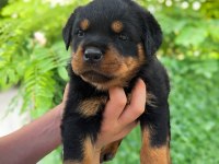 Üst kalite FCI-KIF kayıtlı Scr li Rottweiler yavrularım