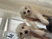 Türkiyede nadir bulunan bichon frise