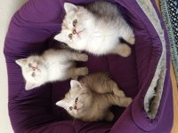 British Shorthair Yavrularımız Yeni Yuvasını Arıyor