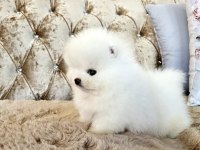 Ayicik Surat Boo Pomeranian Yavrularımız