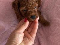 Toy poodle bebeklerimiz