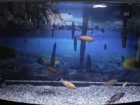 Mücevher cichlid