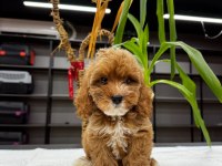 BONCUK GÖZLÜ ORJİNAL MALTİPOO YAVRULARIMIZ