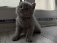 45 GÜNLÜK British Shorthair Lilac