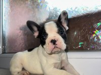 French Bulldog Güzellikler