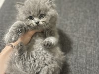 Safkan British Longhair Yavrumuza Sevgi Dolu Yeni Yuva