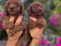 Red Brown Toy Poodle Yavrularımız
