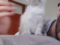 2 aylık sütten kesilmiş scottish fold yavruları