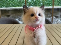 Ragdoll Yavru Kediler
