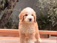 Particolor Labradoodle Yavrular