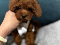 Toypoodle Yavrularımız