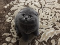 Scottish fold cinsi yavru