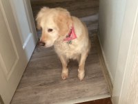 Golden Retriever Köpeğimizi Sahiplendirme