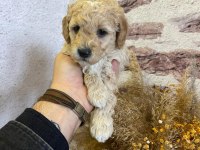BİRBİRİNDEN TATLI KALİTELİ TOY POODLE YAVRULARIMIZ