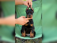 Fcı Kıf Secereli Doberman Yavruları
