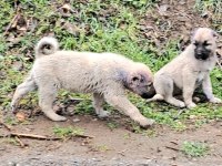 2 ADET SAF ORJİNAL KANGAL