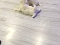Dişi yavru Malta terrier