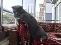 BRİTİSH SHORTHAİR KRAL ŞAKİR