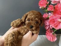 KORE KAN RED TOY POODLE  YAVRULARIM 