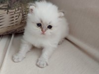 British longhair oğlumuz yeni yuvasını arıyor